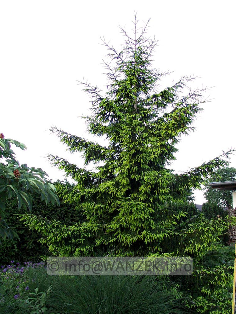 Picea orientalis Aureospicata 02.jpg